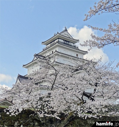 「鶴ヶ城さくらまつり」の大茶会が開催される4月26日には鶴ヶ城公園内で公開運用を予定している（撮影：hamlife.jp 2013年4月）